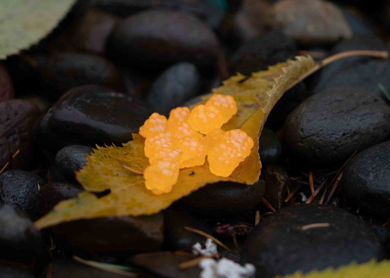 VIP Outdoors Soft Cluster "Orange Haze" 12mm - 12 Pack - STLHD GEAR 