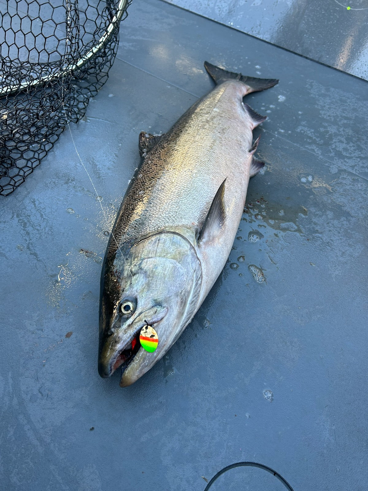 #3.5 CA "Gold Mex Hat" Salmon Spinner (Single Spinner)