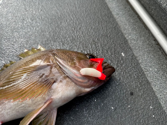 4" "White w/ Flame Red Tail" Curly Tail - STLHD GEAR 