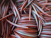 6"  Bloody Tuna Eel  (Single Bait) - STLHD GEAR 