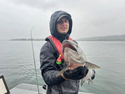 #3.5 Colorado "Gold Mex Flag" Spinner Blade (Single Blade) - STLHD GEAR 